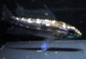 bita