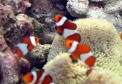海水魚