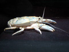 A[`RVIGru[