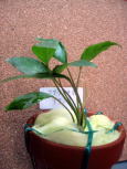 AOIl}@ATY