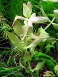 oRpspAOACAIW