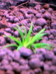 zVNT(E.CINEREUM)