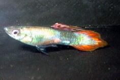 Yv`iXsAe[