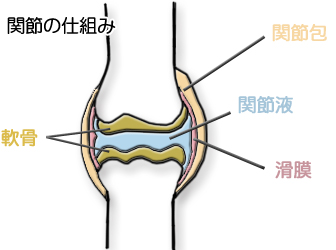 関節の仕組み