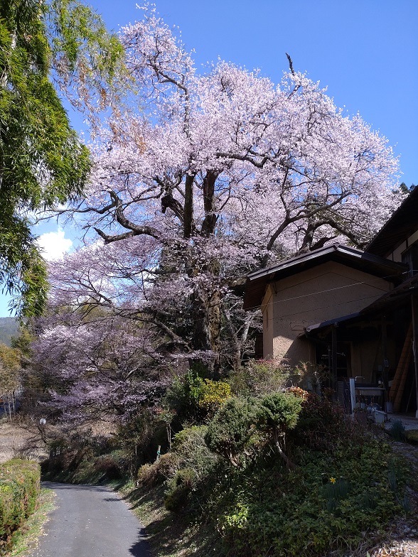 上矢作町 熊谷家 新田 桜 ページ