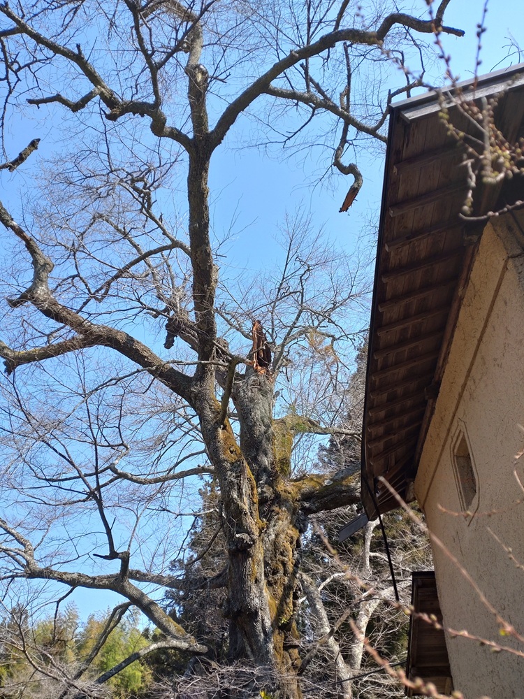 上矢作町 熊谷家 新田 桜 ページ