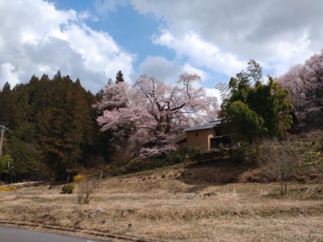 桜ページ 上矢作町 熊谷家 新田 桜 ページ