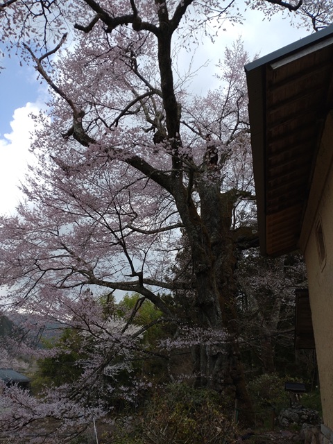 上矢作町 熊谷家 新田 桜 ページ